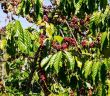 Klimawandel bedroht Kaffeeanbau: Lösungen dringend gesucht! (Foto: AdobeStock - UrbanExplorer 100939430)