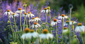 Bedeutung heimischer Wildpflanzen: Vorteile für Gärten und (Foto: AdobeStock - pw-fotografie 372176856)